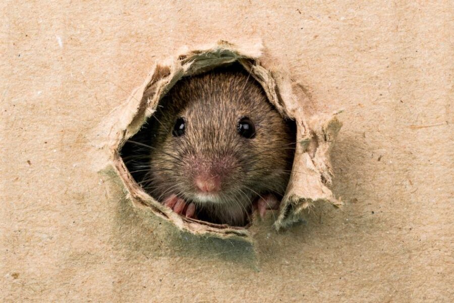 Ratoncito Pérez